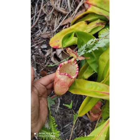 Biji Tanaman Karnivora Sumatrana