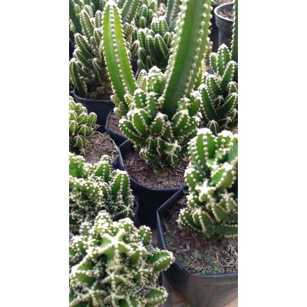 Kaktus Cereus Tetroganus Fairy Castle Kaktus Candi Kaktus Hidup Kaktus Sukulen Kaktus Hidup Tanaman 