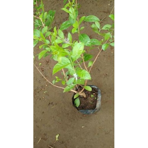 BIBIT TANAMAN PACAR CINA