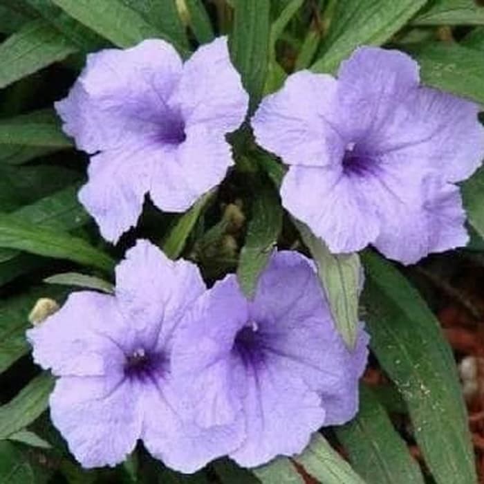 tanaman rawelia mini - bunga rolia mini - ruellia mini ungu