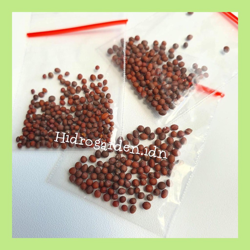 Benih Bibit Kubis / Kol / Kembang Kol KK Cross Takii Seed Repack