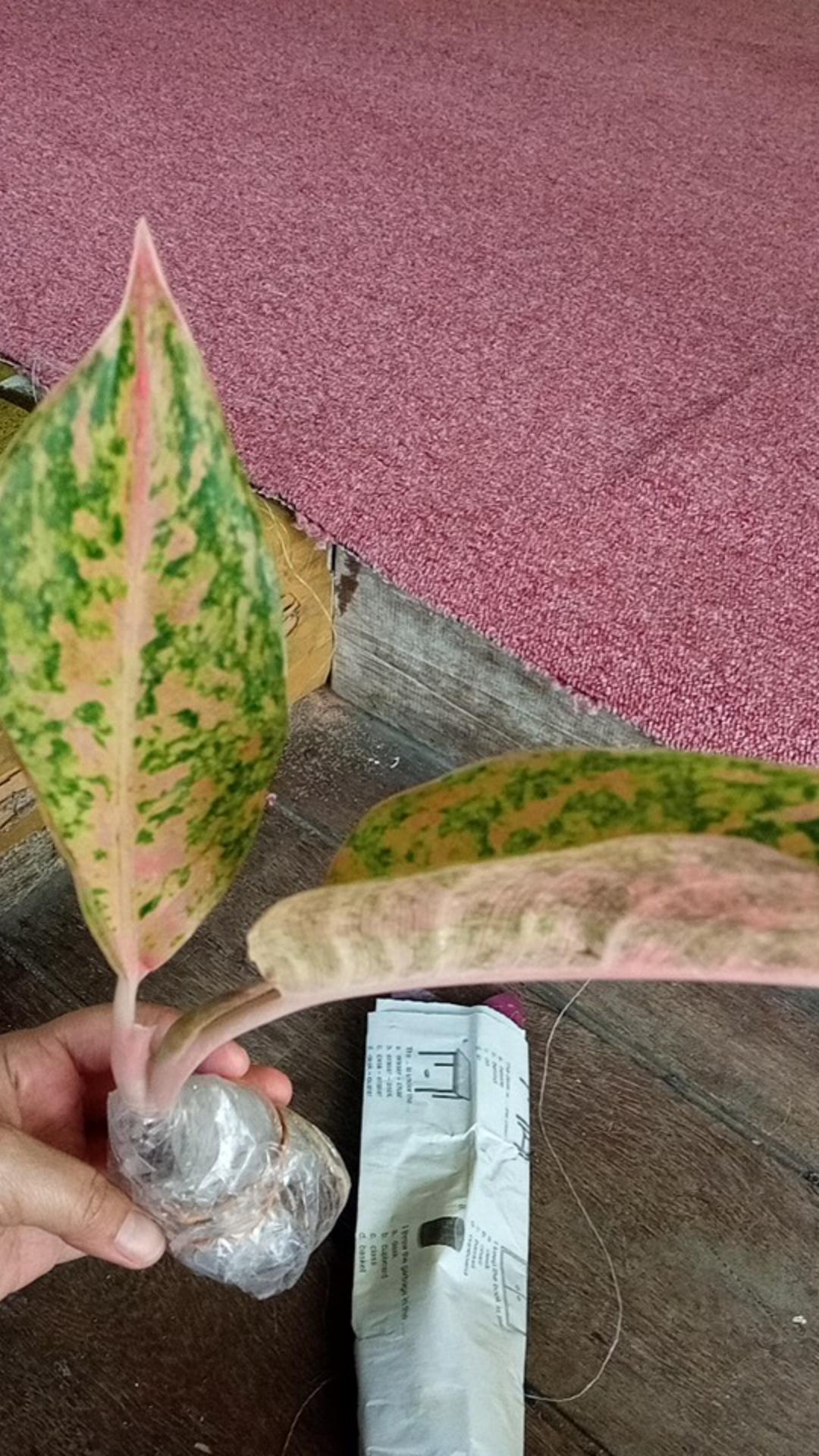 Aglonema Murah Warna Pink