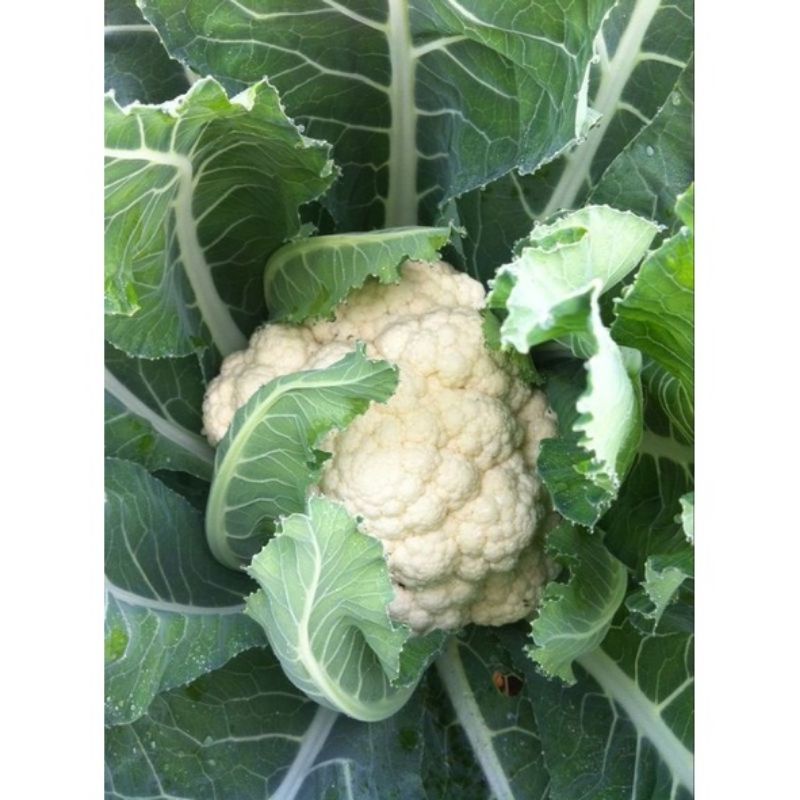 benih sayur kol bunga PM 126  20btr (REPACK)