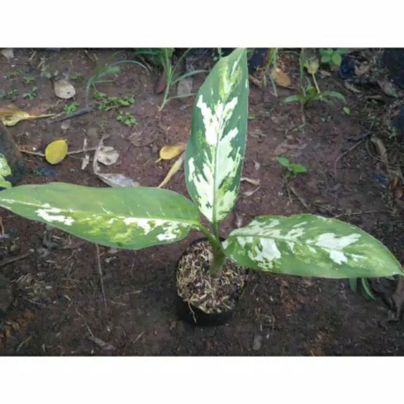 Tanaman hias blanceng - belanceng varigata - blanceng