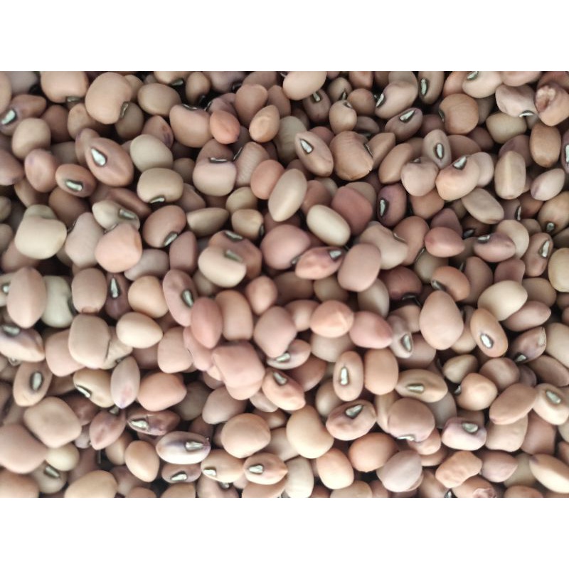 

KACANG TUNGGAK(tolo) SUPER MURAH