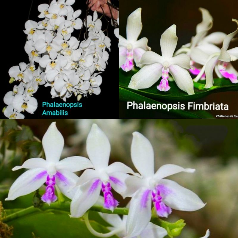 SPIKE/KNOP Anggrek Bulan Phalaenopsis Amabilis & Phalaenopsis Fimbriata