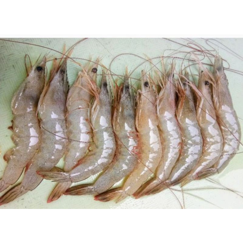 

250 gram Udang Segar Ukuran Sedang