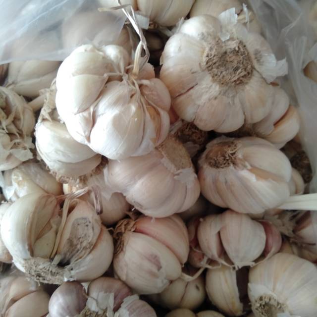 

bawang putih kg