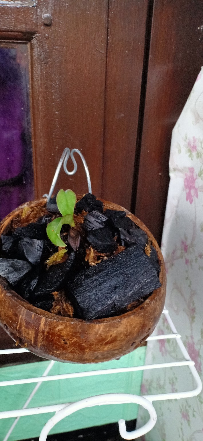 Media Pot Batok Pot Bunga Gantung Hias Anggrek Media