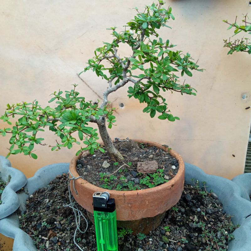 black olive ( bucida spinosa)