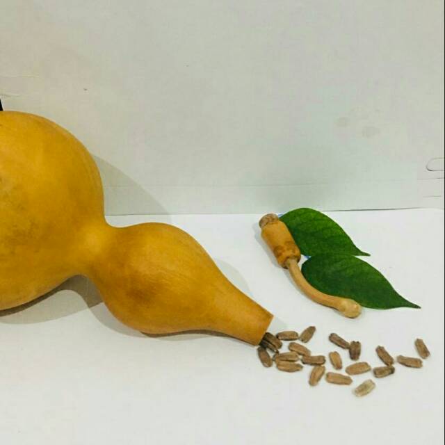 Benih Labu Botol /Labu Kendi