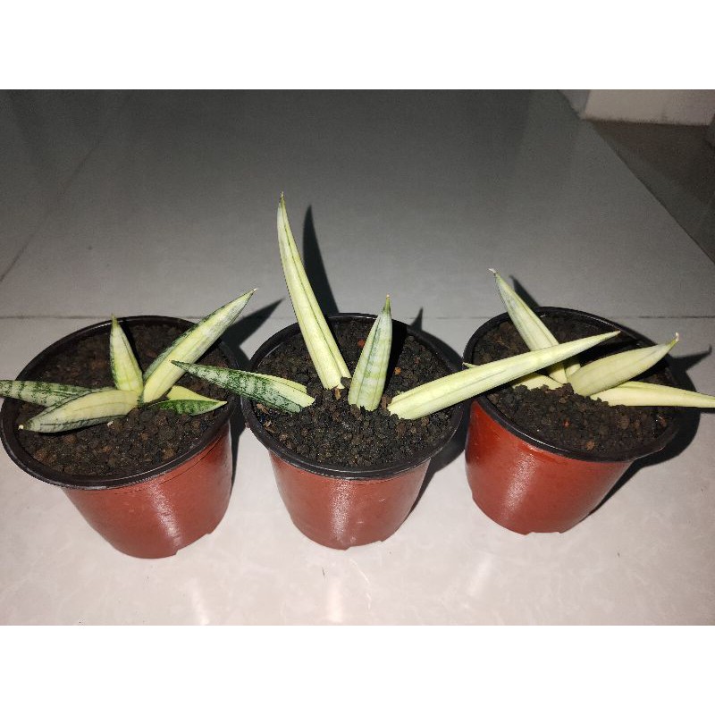 Sensiviera "Boncel Variegata"