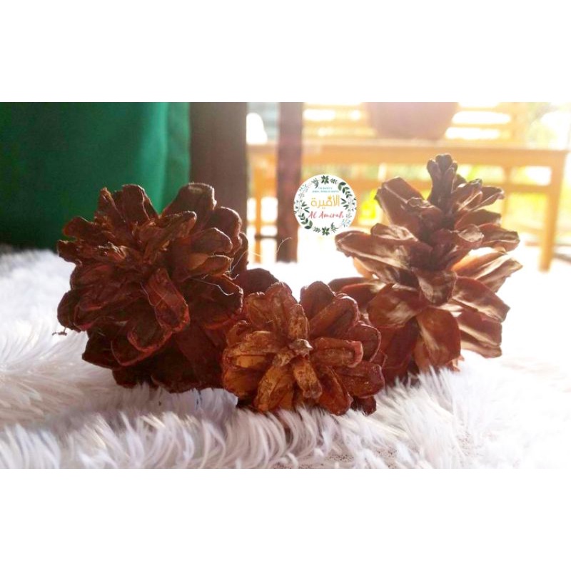 Bunga Pinus Kering || Kembang Pinus || Biji Pinus Kering