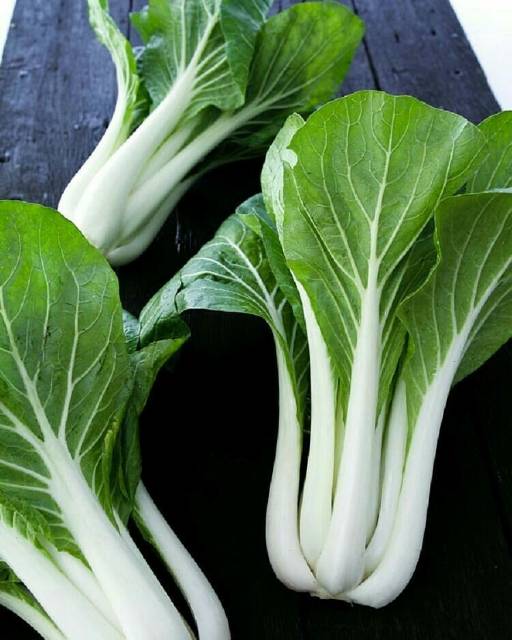 100 Biji - Benih Sawi PAK CHOY PUTIH, tangkai daun warna putih