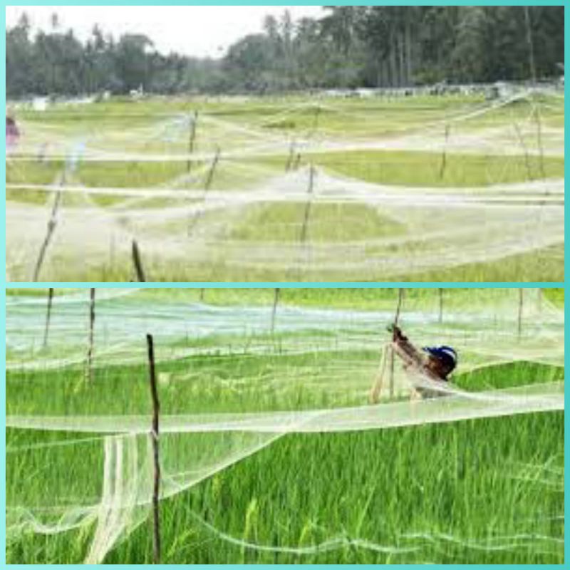 jaring padi sawah senar 0.20 / jaring burung pipit dan emprit / jaring penutup sawah