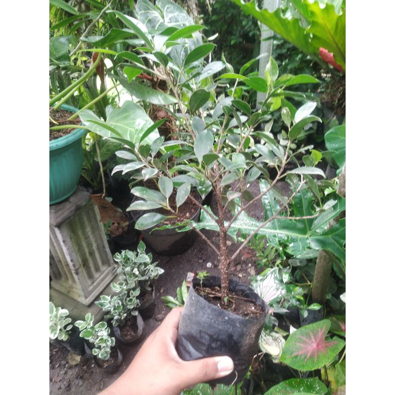 TANAMAN HIAS BERINGIN KIMENG RAWATAN