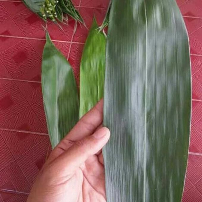

Daun bambu segar sudah bersih tinggal pakai