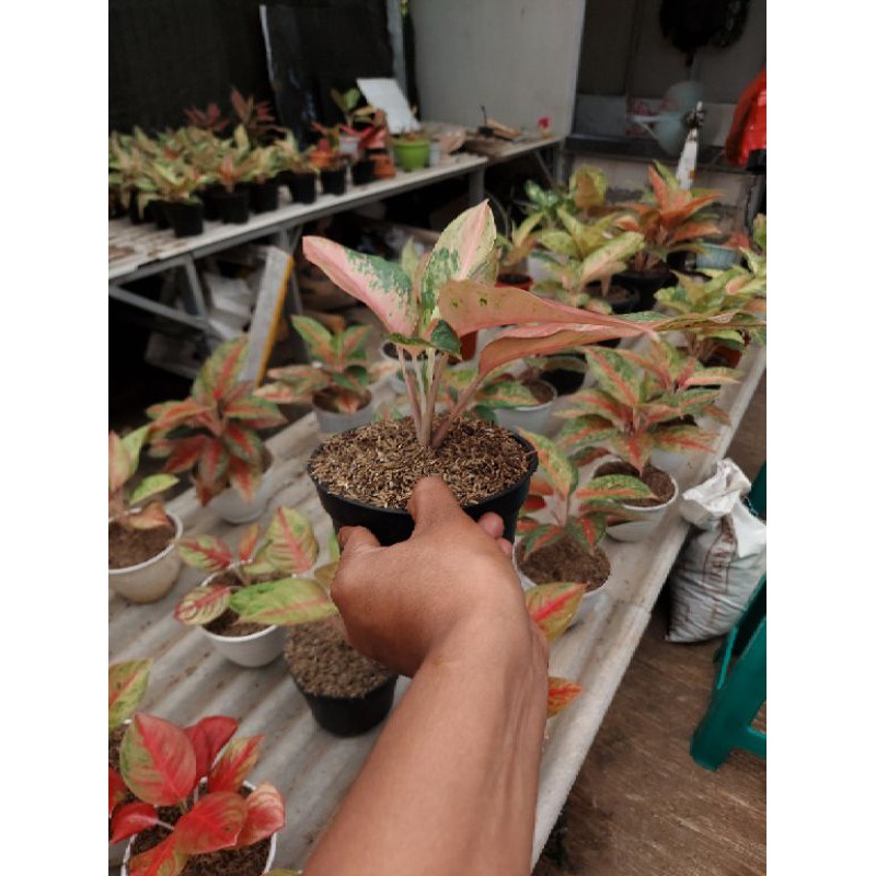 aglaonema golden baby