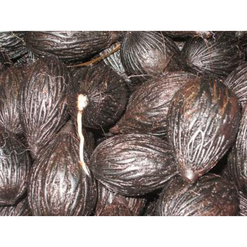 Biji/Seeds Palem Putri (20 biji)