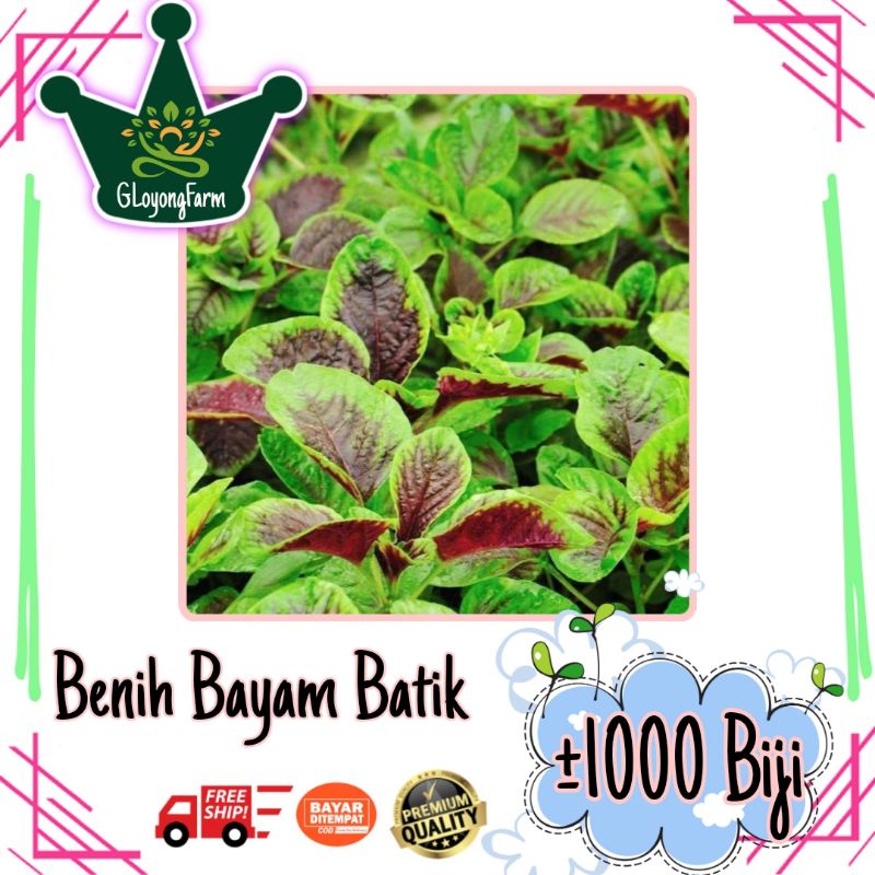 Benih Bayam Batik Belang - Benih Sayuran
