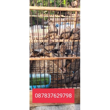 Perkutut Cemani Remajaan