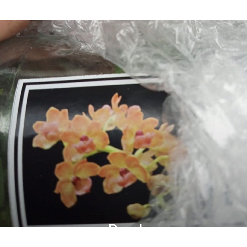 Bibit_Anggrek_Gigantea