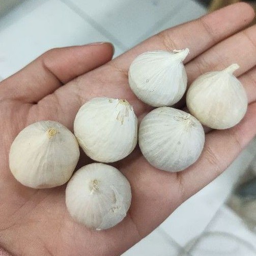 

Bawang Putih Tunggal Lanang 1 Kg