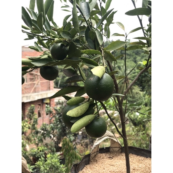 Bibit Jeruk Santang Madu