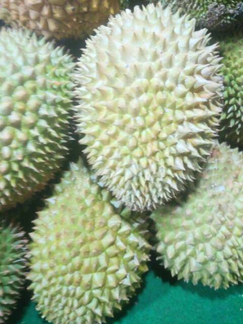 

Durian Utuh Jakarta
