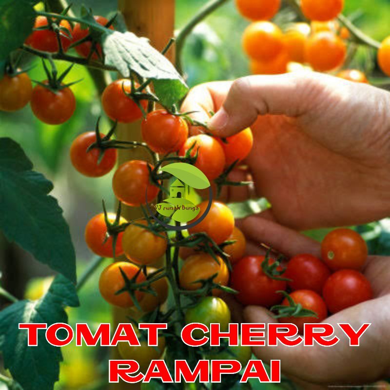 Benih Tomat Cherry Merah Manis Cherry Tropical Ruby Cherry Rampai Cherry Kuning