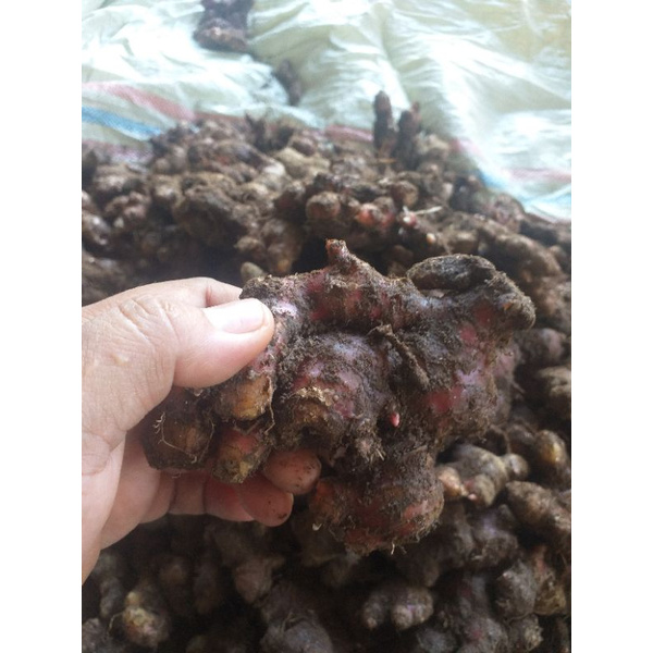 

jahe merah kampung 1kg