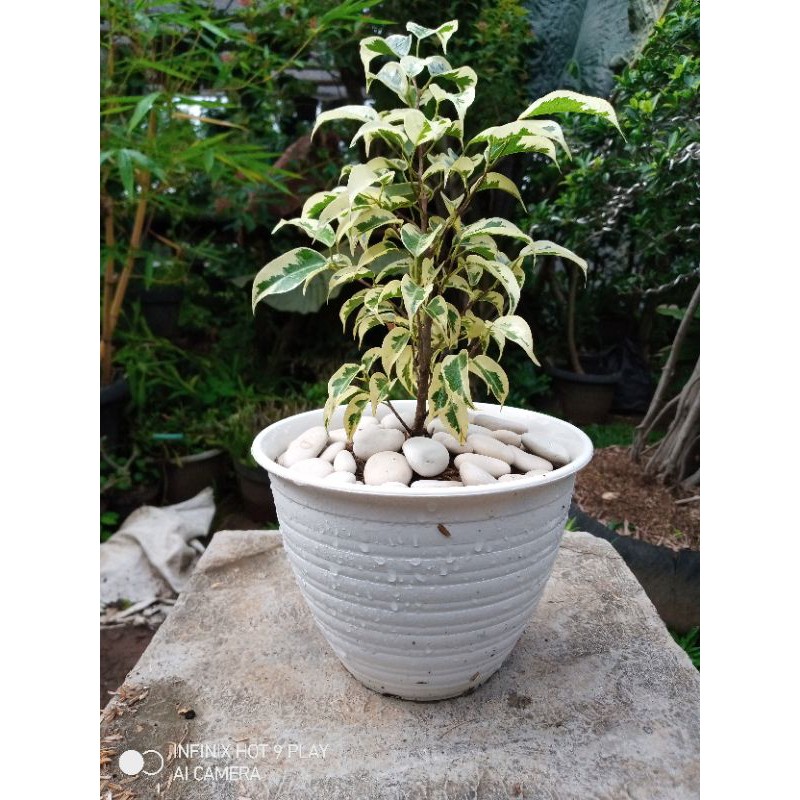BERINGIN PUTIH/FICUS VARIEGATA