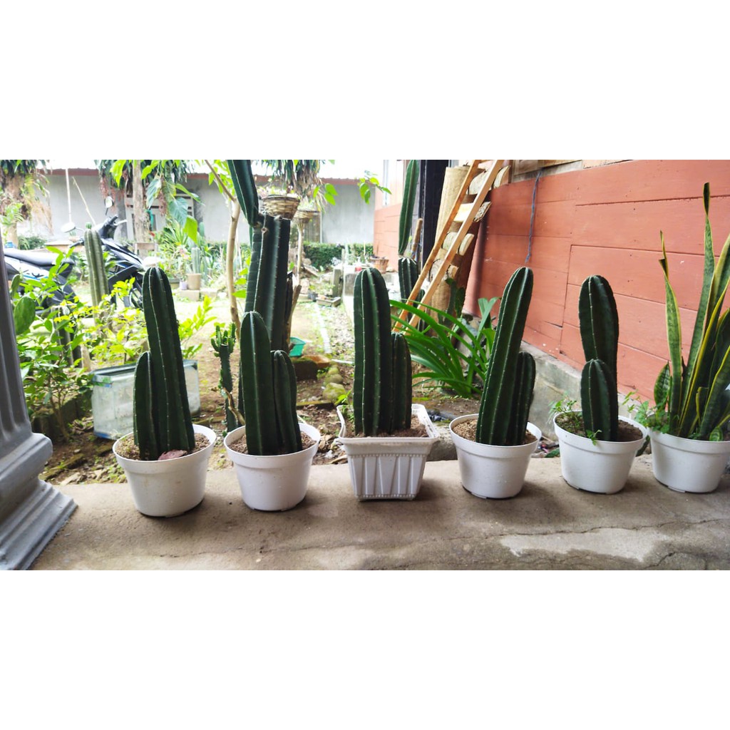 kaktus koboi tanpa duri