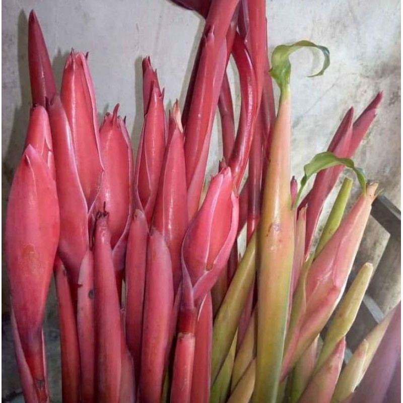 

honje/kecombrang 1 batang