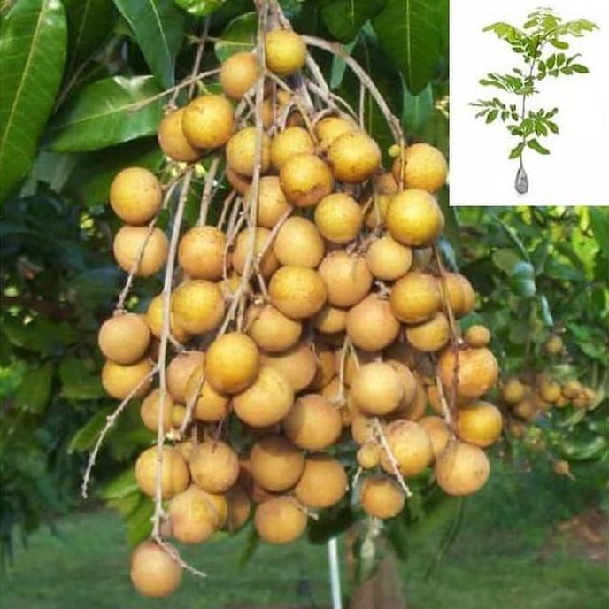 Bibit Kelengkeng itoh super murah
