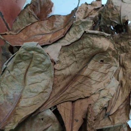 Murah daun ketapang/ Ekstrak Daun Ketapang/ Ekstrak ketapang/ Daun Ketapang Kering/ Ketapang