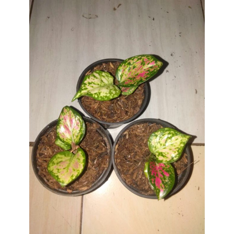 Aglonema pink katrina