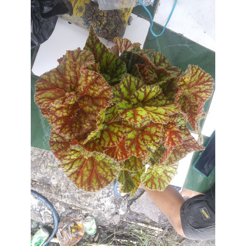 Tanaman hias begonia Rex Indukan