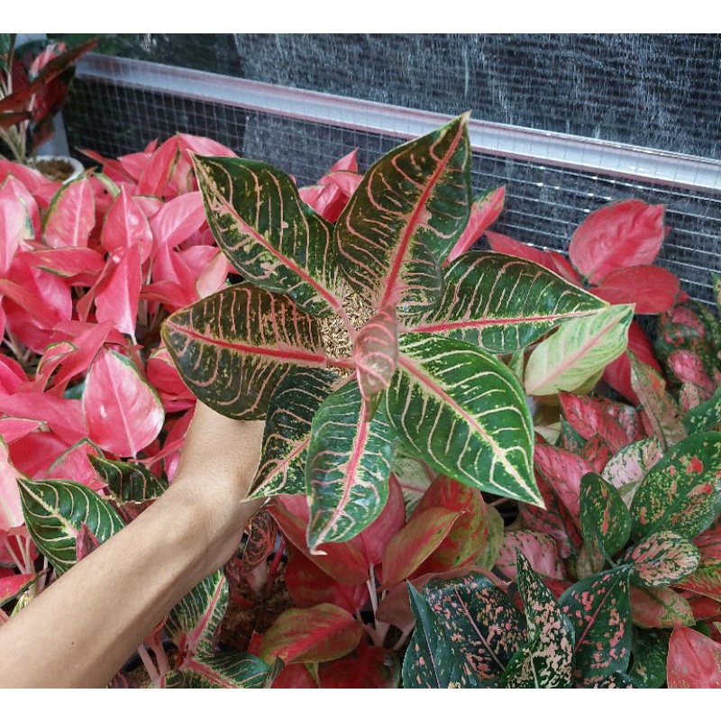 aglonema red sumatra dewasa