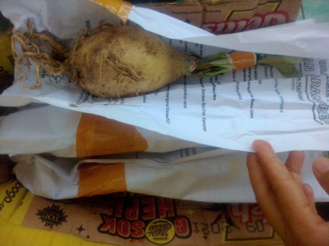 Bibit Bunga Kamboja Jepang Terbaru