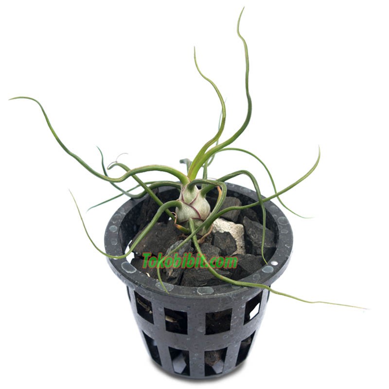Tanaman Tillandsia Bulbosa