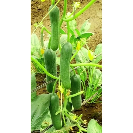 

Mentimun Jepang Organik