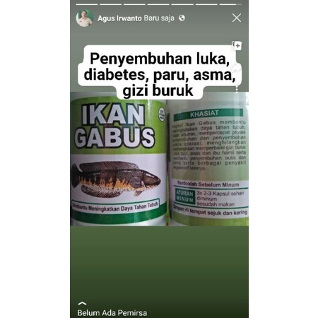 

ekstrak ikan gabus