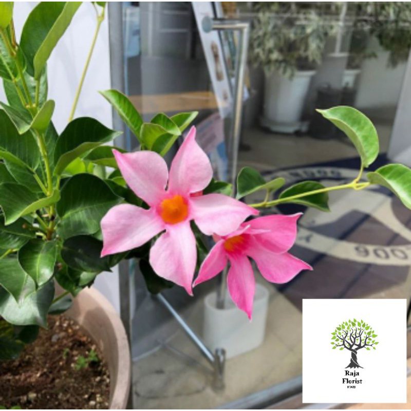 

Mandevilla pink fanta