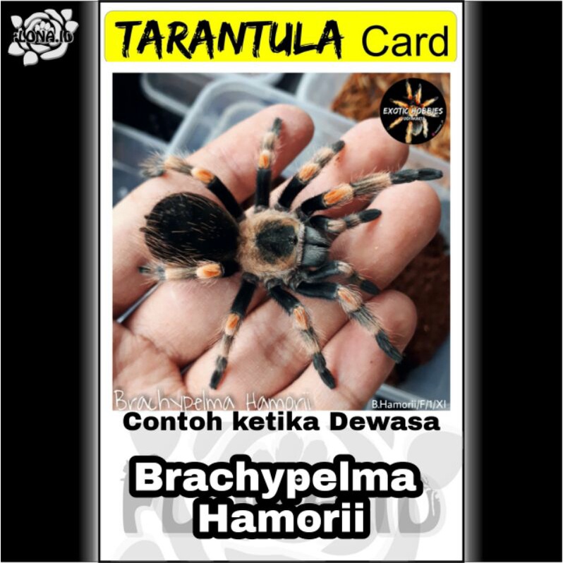 Kartu Tarantula | Hamorii 2cm 7cm Brachypelma Hamorii Sepasang/Pair 2 cm 7 cm Smithi Tarantula Laba-