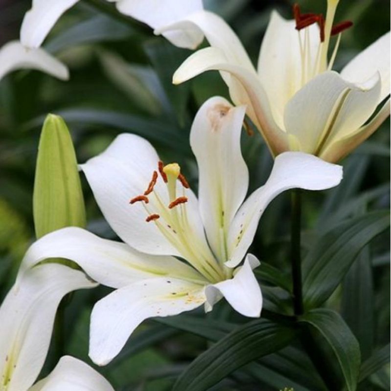 bibit tanaman hias easter lily bunga putih