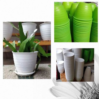  Pot  tawon  diameter 15 putih hijau Shopee Indonesia