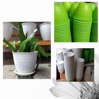  Pot  tawon  diameter  15 putih hijau Shopee Indonesia