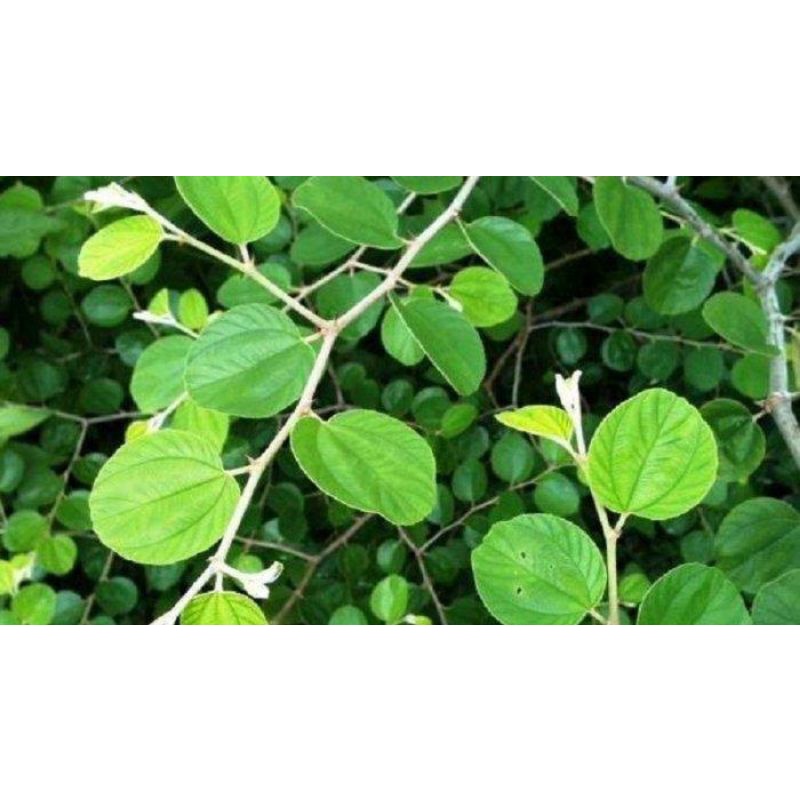 

Daun Bidara