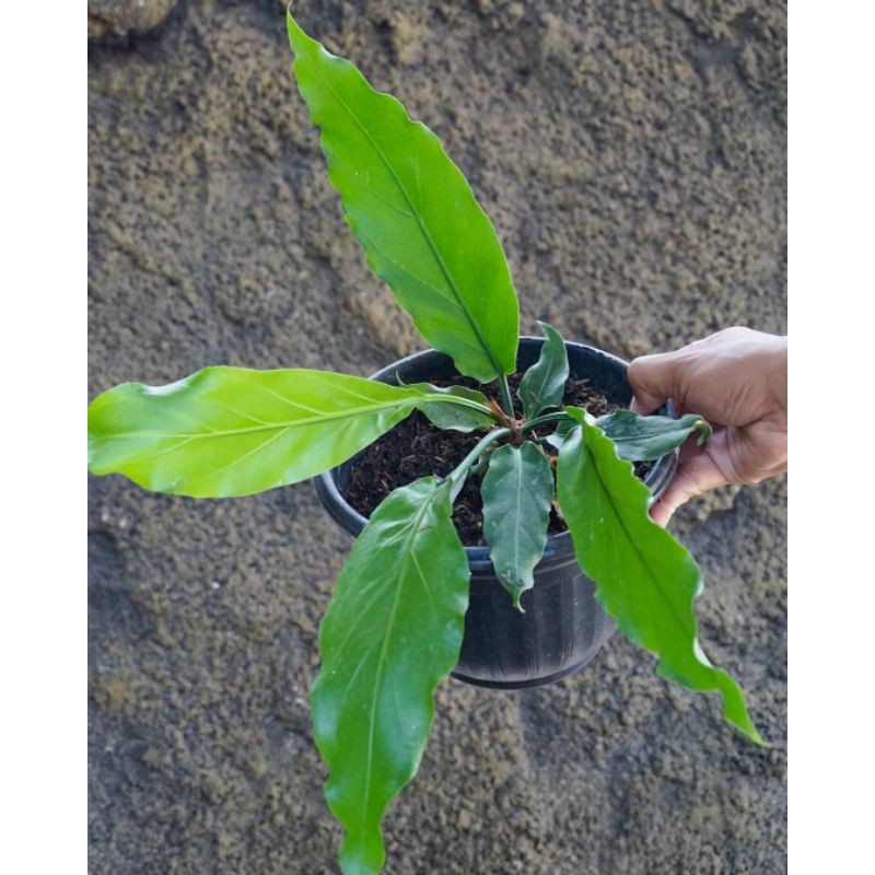 Antorium gelombang cinta antorium